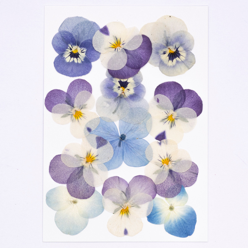 12pcs,Real Viola Cornuta Press - Candle For Supplies ulasan dan harga