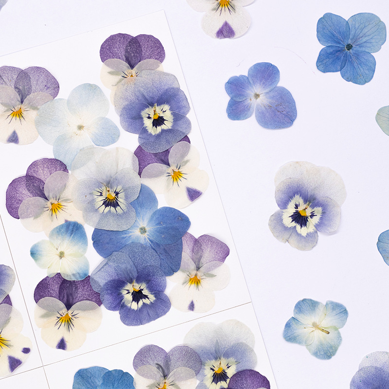 12pcs,Real Viola Cornuta Press - Candle For Supplies ulasan dan harga